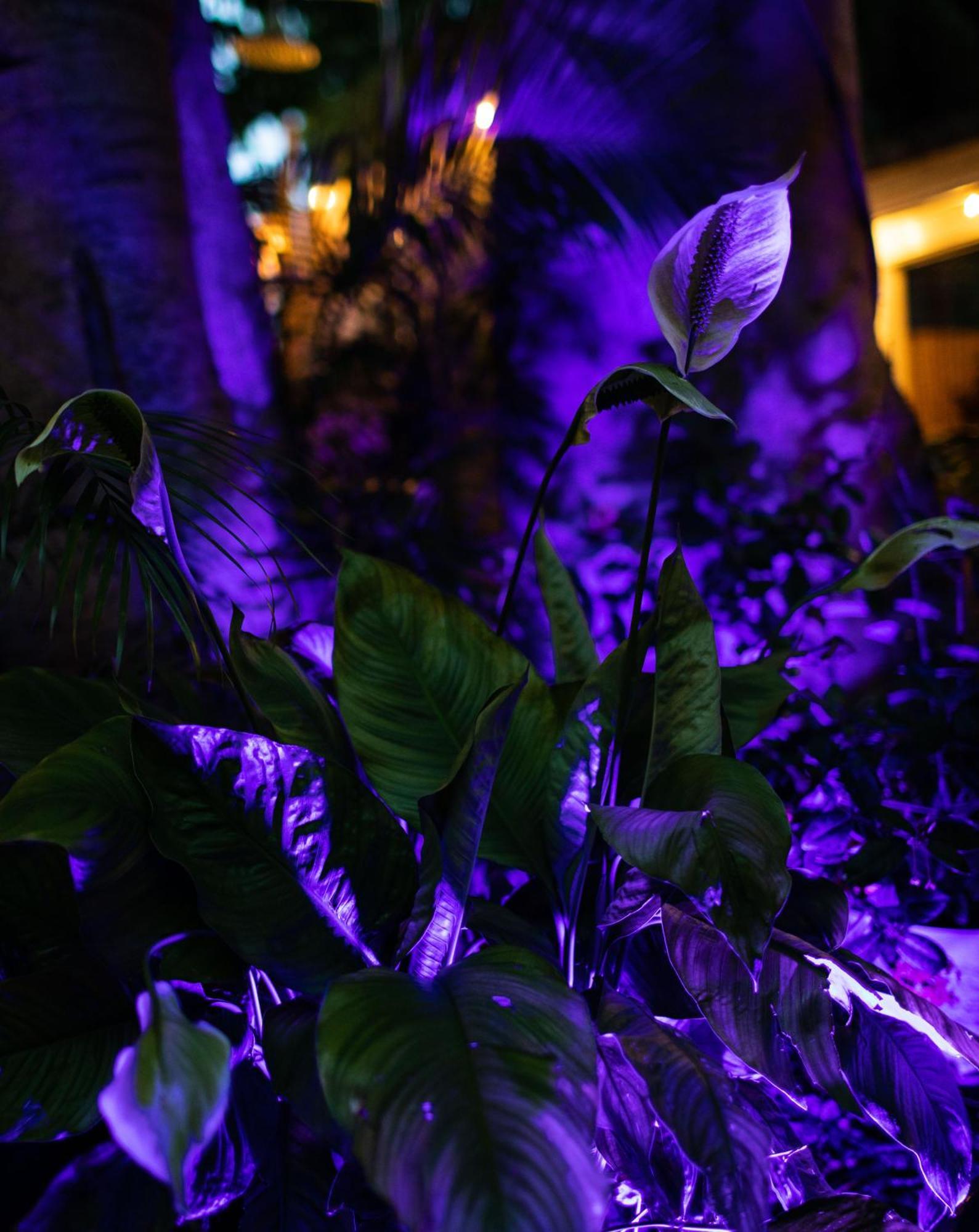 Andrews Inn & Garden Cottages Key West Bagian luar foto